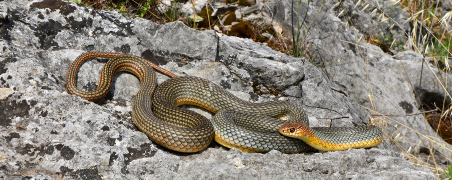 Caspian whipsnake // Kaspische Pfeilnatter (Dolichophis caspius)