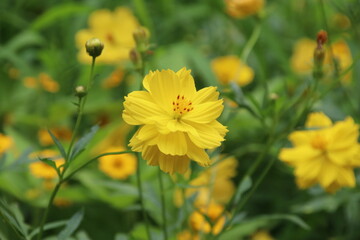 夏に咲く花、キバナコスモス