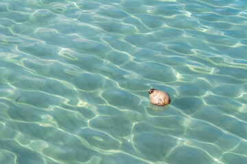 Coconut floats in very clear waters. Light Blue Sea Water.
