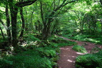 fascinating spring forest with path