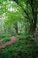 Fototapeta na wymiar fine pathway through fresh green forest