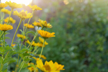 Yellow heliopsis flowers on a background of greenery and sunny morning light. Place for text