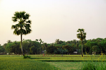 Bangladesh is a paradise of natural beauty. Palm tree stands on one leg in the middle of a huge field.
