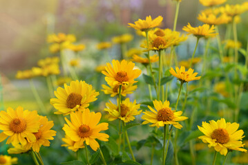 Yellow heliopsis flowers on a background of greenery and sunny morning light