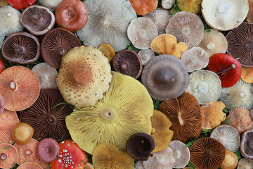 abstract background texture of very, many different mushrooms, inverted multicolored mushroom caps wallpaper
