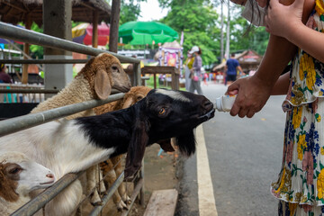 A Girl bottled milk feeding a black and white sheep in a cage