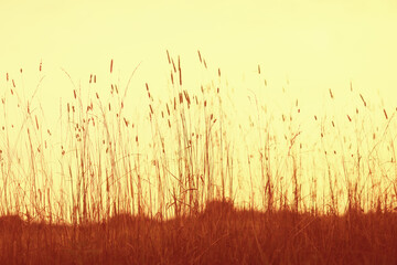 dry grass sun rays background wind nature landscape freedom