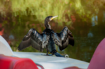 eagle in flight Black kormoran  - obrazy, fototapety, plakaty