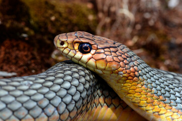 Caspian whipsnake // Kaspische Pfeilnatter (Dolichophis caspius)