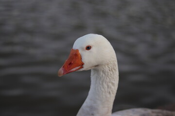 White swan in a pond close up