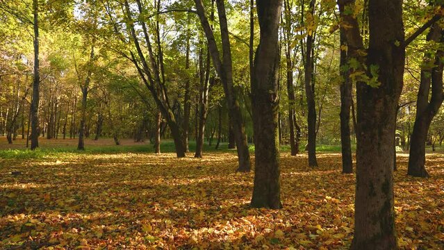 Beautiful sunny autumn landscape. 4k stock video footage of sunny yellow, orange trees and sun light shining through colorful leaves. Seasonal foliage in city park. Leaves falling down on ground