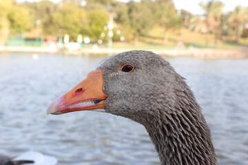 Gray duck head close up