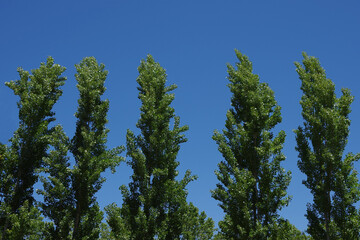 Row of tall poplar trees under blue sky