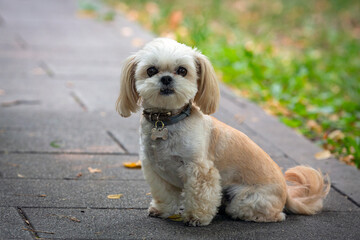 Shih Tzu - a breed of toy dogs, Walking in the park