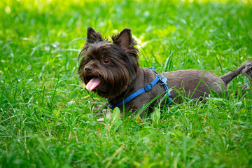 Funny Yorkshire terrier of chocolate color plays on the grass.