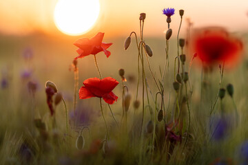 Fototapeta na wymiar field with red poppies and blue cornflowers at sunset