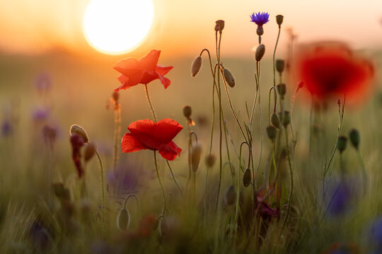 field with red poppies and blue cornflowers at sunset