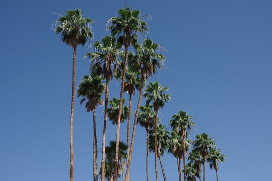 Close-up view of California fan palms under blue sky