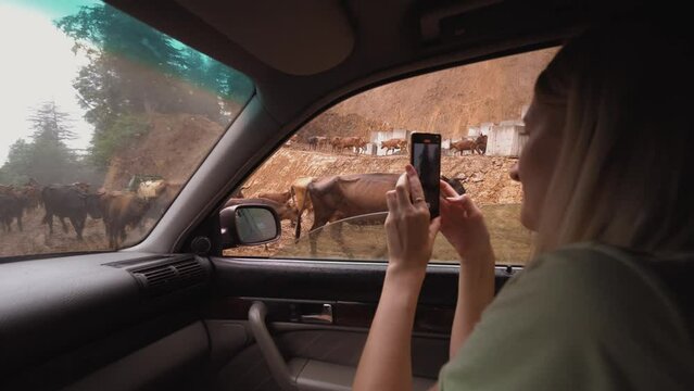 Woman inside car is filming herd of cows walking along rain-washed rural road with mobile phone camera. Animal husbandry and travel in Georgia.