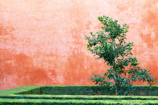 small tree with boxwood hedge in front of a terracotta colored wall