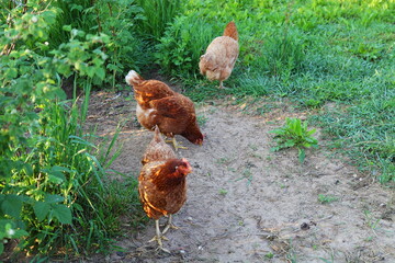 Three brown chickens are walking around the village yard and looking for grain. Chickens on a European firm. Poultry farming, eco-farm.