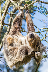 Fototapeta premium Two-toed sloth scratching