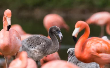 Fotobehang Baby Caribbean flamingo © Jason Wells