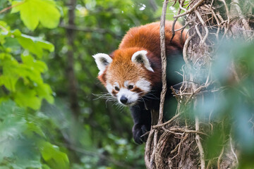 Red panda peeking behind a tree