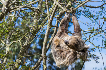 Two-toed sloth itching