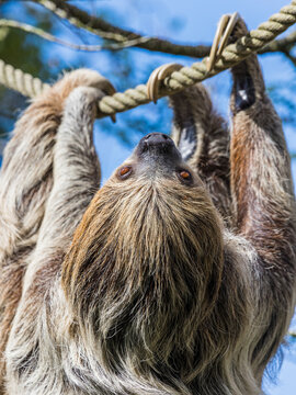Two-toed sloth on the move