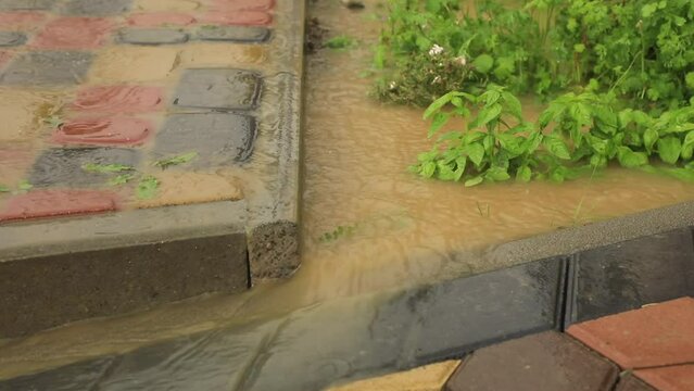 Heavy rain on the curb tile near garden bed with basil in a puddle