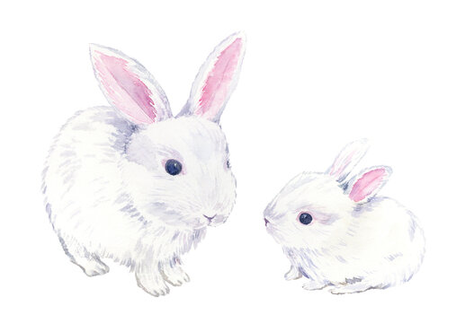 Watercolor painting of rabbit parent and child with transparent background