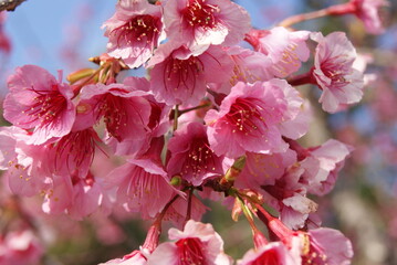 Fototapeta premium The cherry blossoms are blooming , very beautiful.