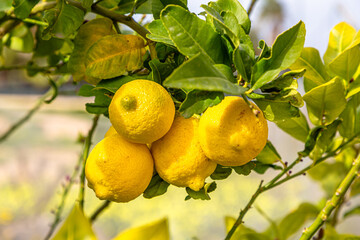 Ripe lemons hanging on a tree. Growing a lemon. Mature lemons on tree. Selective focus and close up