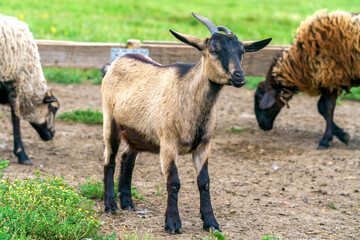 Naklejka na ściany i meble Beautiful brown goat. Home pet on the farm.