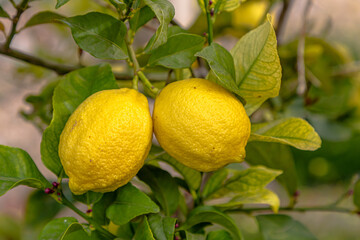 Ripe lemons hanging on a tree. Growing a lemon. Mature lemons on tree. Selective focus and close up