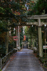 Japanese Temple in a Forest in Kyoto