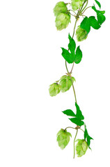 hops isolated on a white background