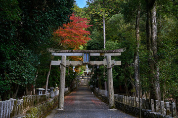 Japanese Temple in a Forest in Kyoto