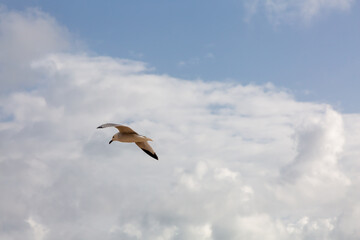 Seagull flying in clear sky at summer day. seagull flying among the clouds