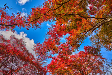 Yase-Momiji-No-Komichi（八瀬 もみじの小径）in Autumn