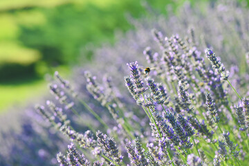 Lavender garden and bee