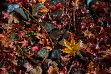 Yase-Momiji-No-Komichi（八瀬 もみじの小径）in Autumn