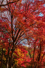 Fototapeta na wymiar Yase-Momiji-No-Komichi（八瀬 もみじの小径）in Autumn