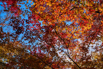 Yase-Momiji-No-Komichi（八瀬 もみじの小径）in Autumn