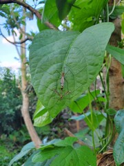 Nephrotama performs mating on leaves