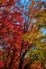Yase-Momiji-No-Komichi（八瀬 もみじの小径）in Autumn