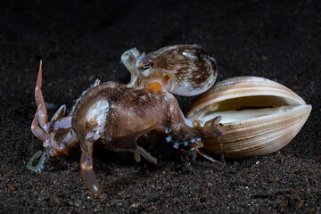 Coconut Octopus - Amphioctopus marginatus feeding on a crab. Underwater night life of Tulamben, Bali, Indonesia.