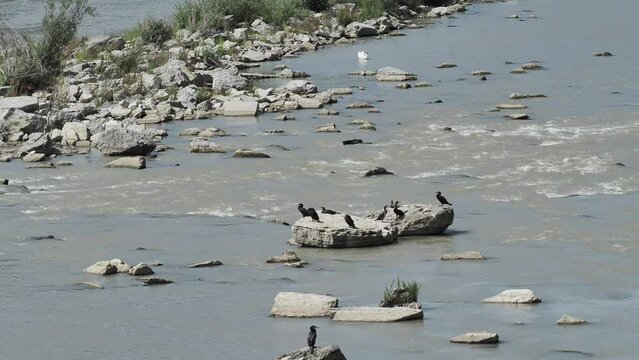 Colonie de grands cormorans ou Phalacrocorax carbo pos&eacute;s sur des rochers au milieu du Rhin en Alsace