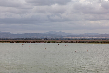 Flamingos. Birds and their shadows. Salt Lake